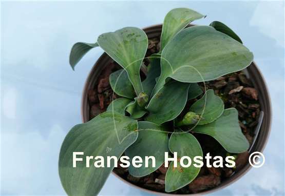 Hosta Crazy Mouse Ears